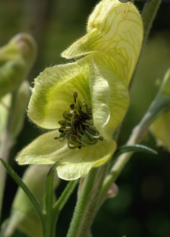 Yellow Anthora flower