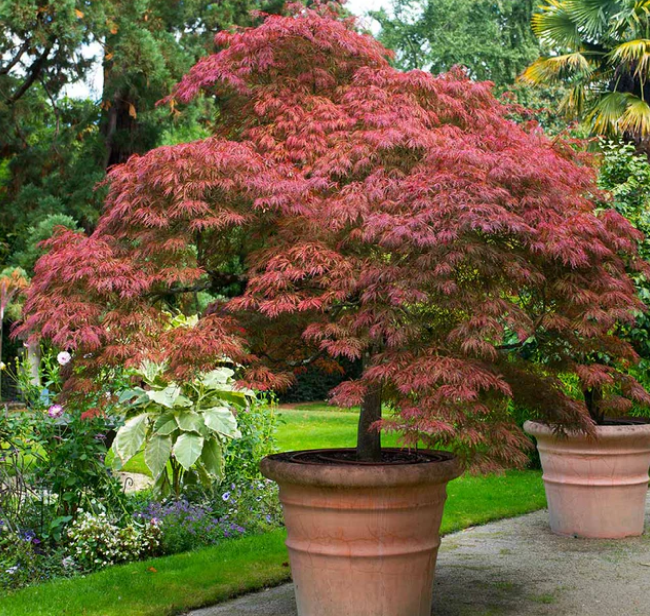 Weeping Japanese Maple