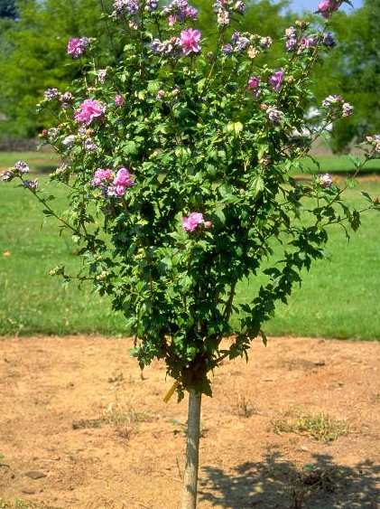 Rose of Sharon tree