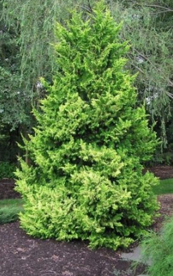 Golden Fernspray Hinoki Cypress