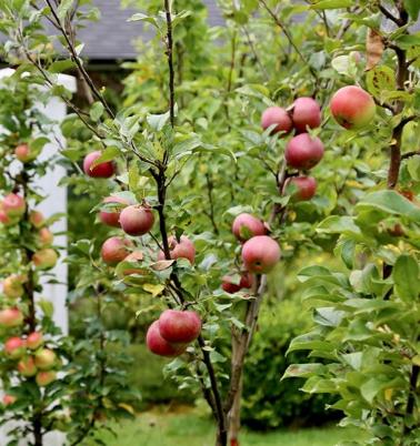 Dwarf apple tree