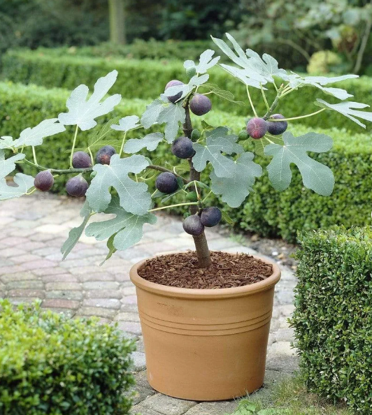Dwarf Fig tree