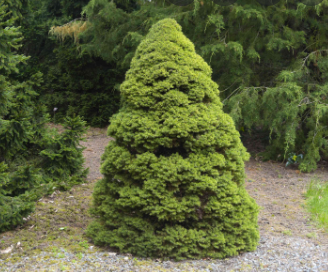 Dwarf Alberta Spruce tree