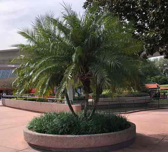 Pygmy Date Palm tree