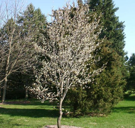 Serviceberry tree