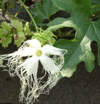 White Trichosanthes Kirilowi Flower