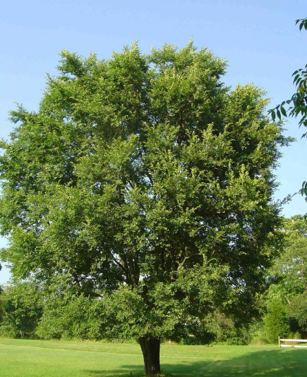 chinese elm tree