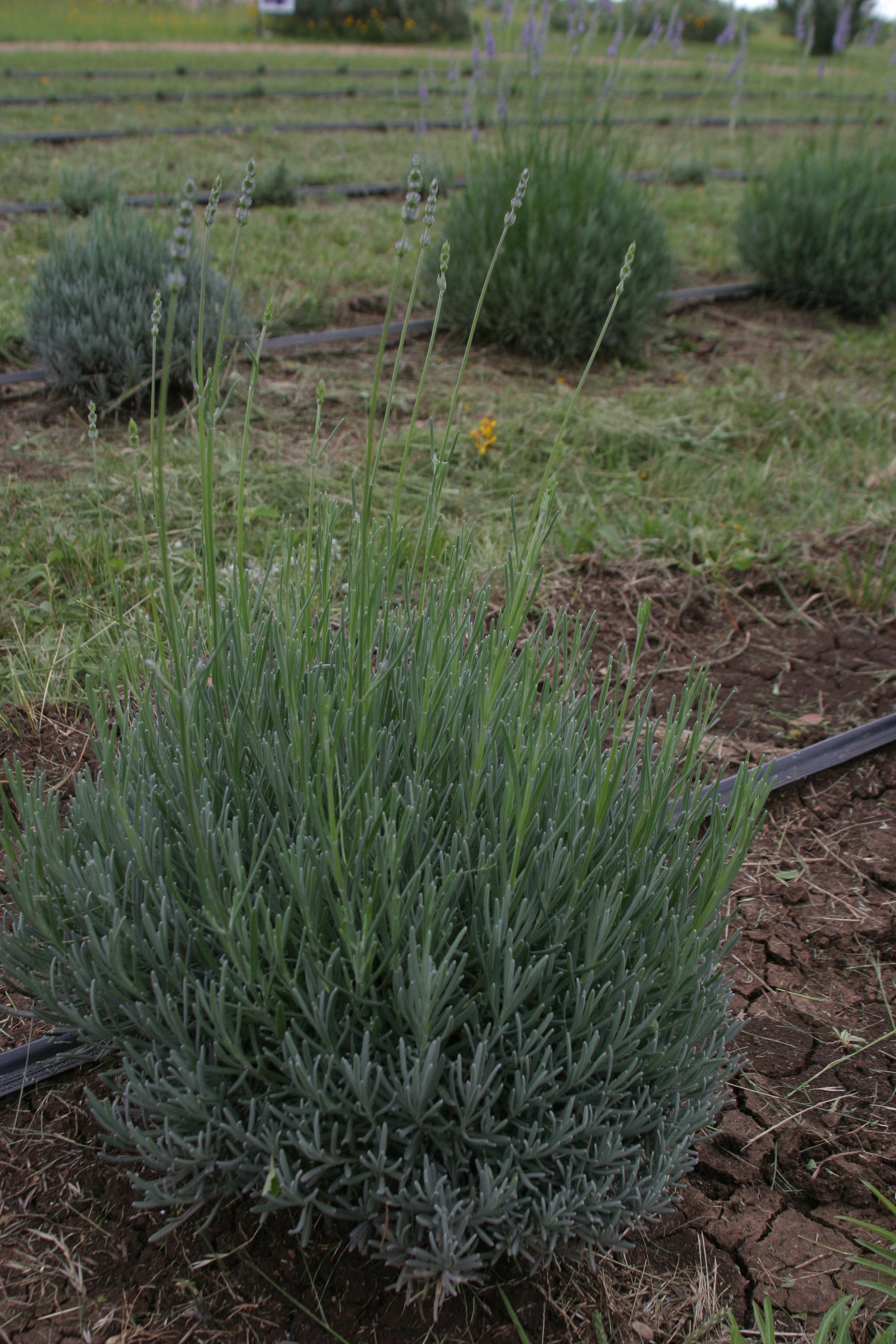When does French lavender bloom?