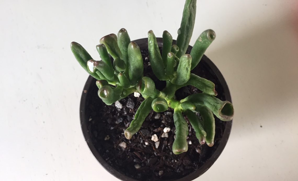 How to Care for ‘Gollum’ Jade (Crassula ovata)