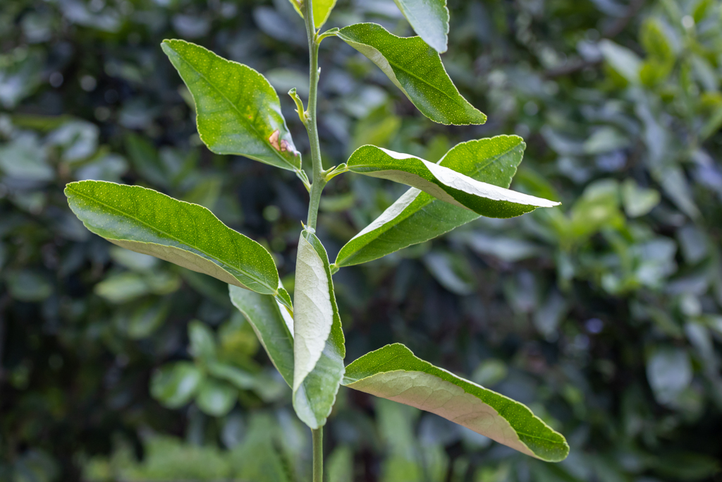 Lemon Tree Leaves Curling? (How to Revive Curling Leaves)