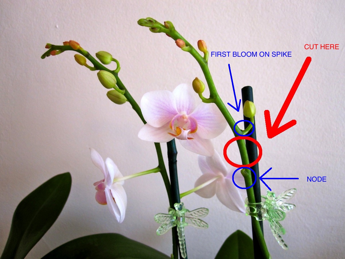 Sun Burn Causes Orchid Stems to Turn Yellow
