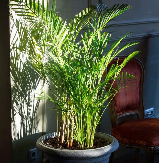 How to Revive an Indoor Palm with Brown Leaves