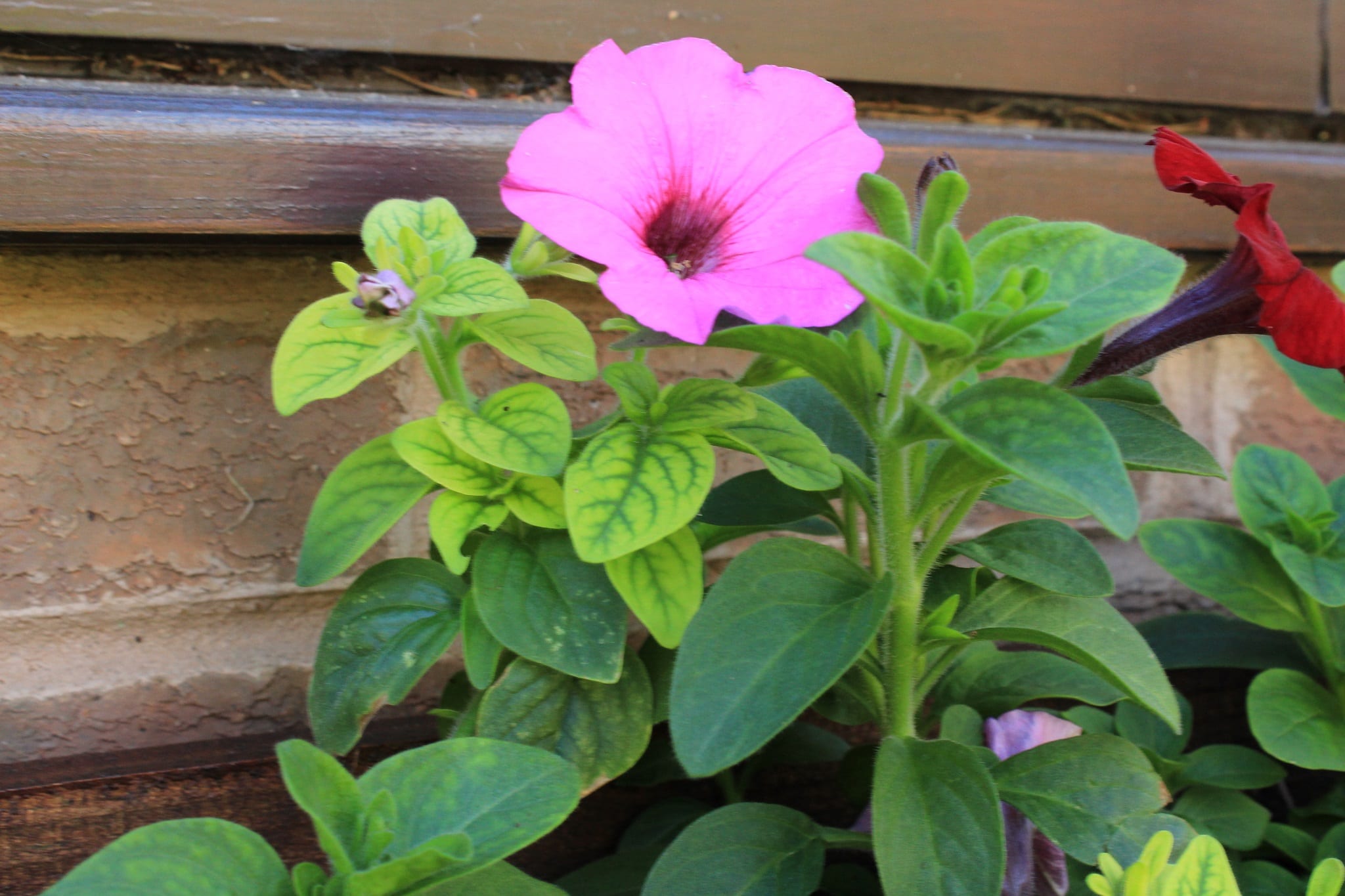 Petunias Wilting and Dying