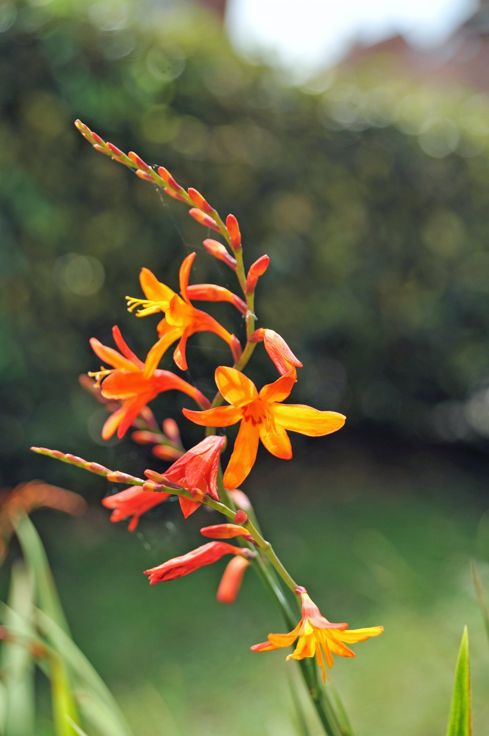 Crocosmia May not Flower in First Year 