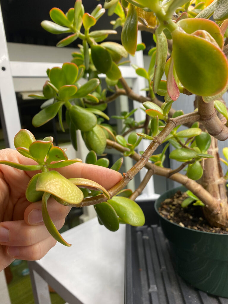 How to Revive a Dying Jade Plant