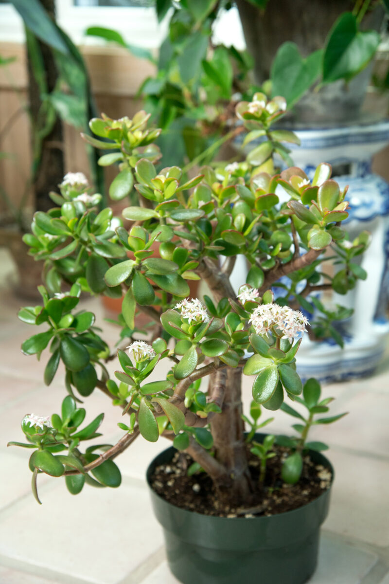 Jade Plant Not Growing