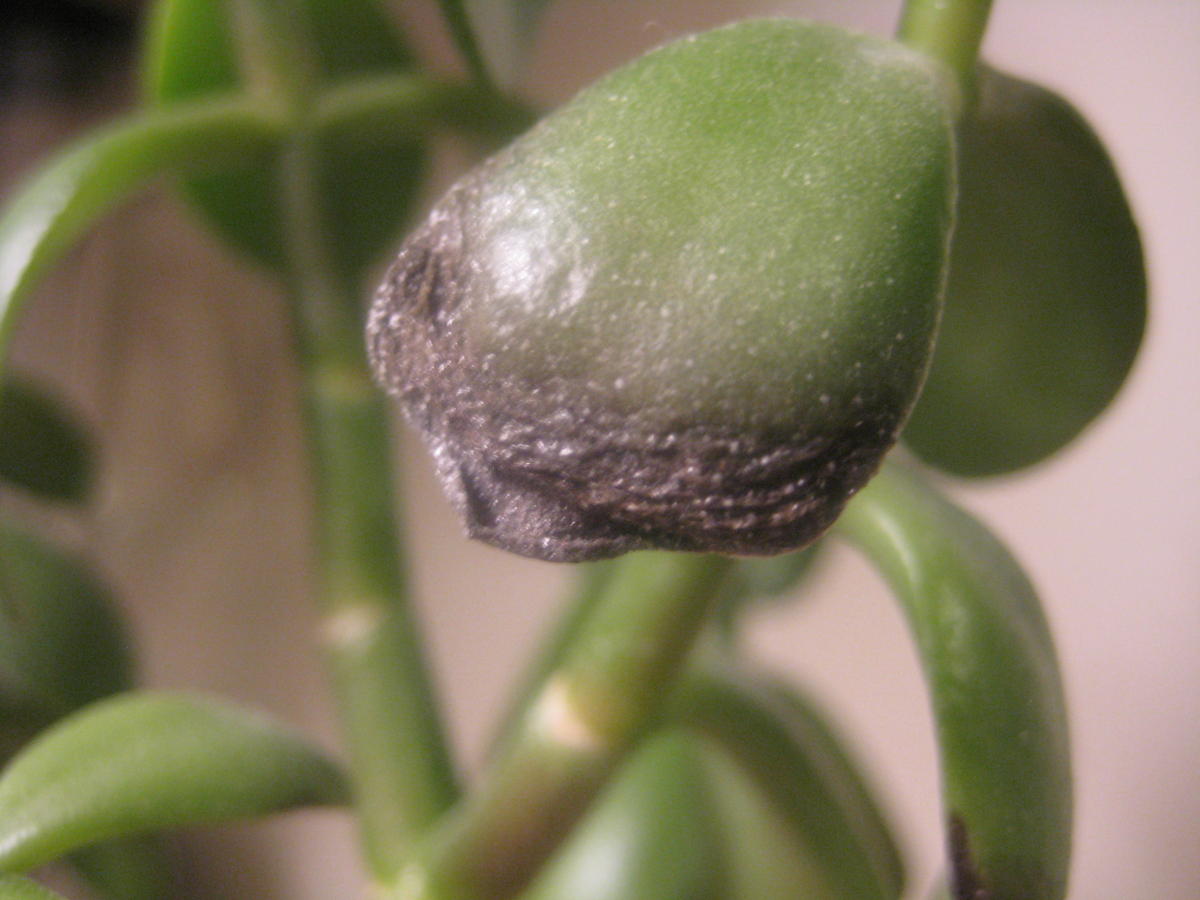Jade Plant Turning Black? (How to Save it)