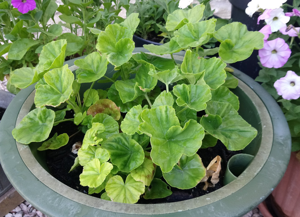 Not Enough Sun for Geranium Flowering