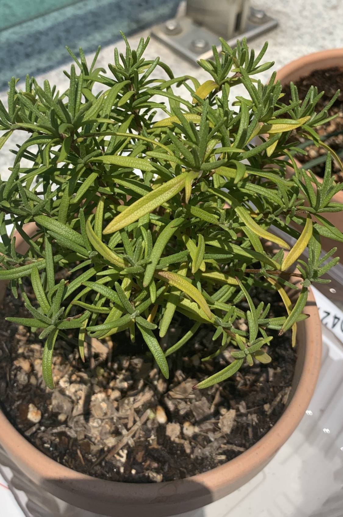 Why is my Rosemary Turning Yellow?