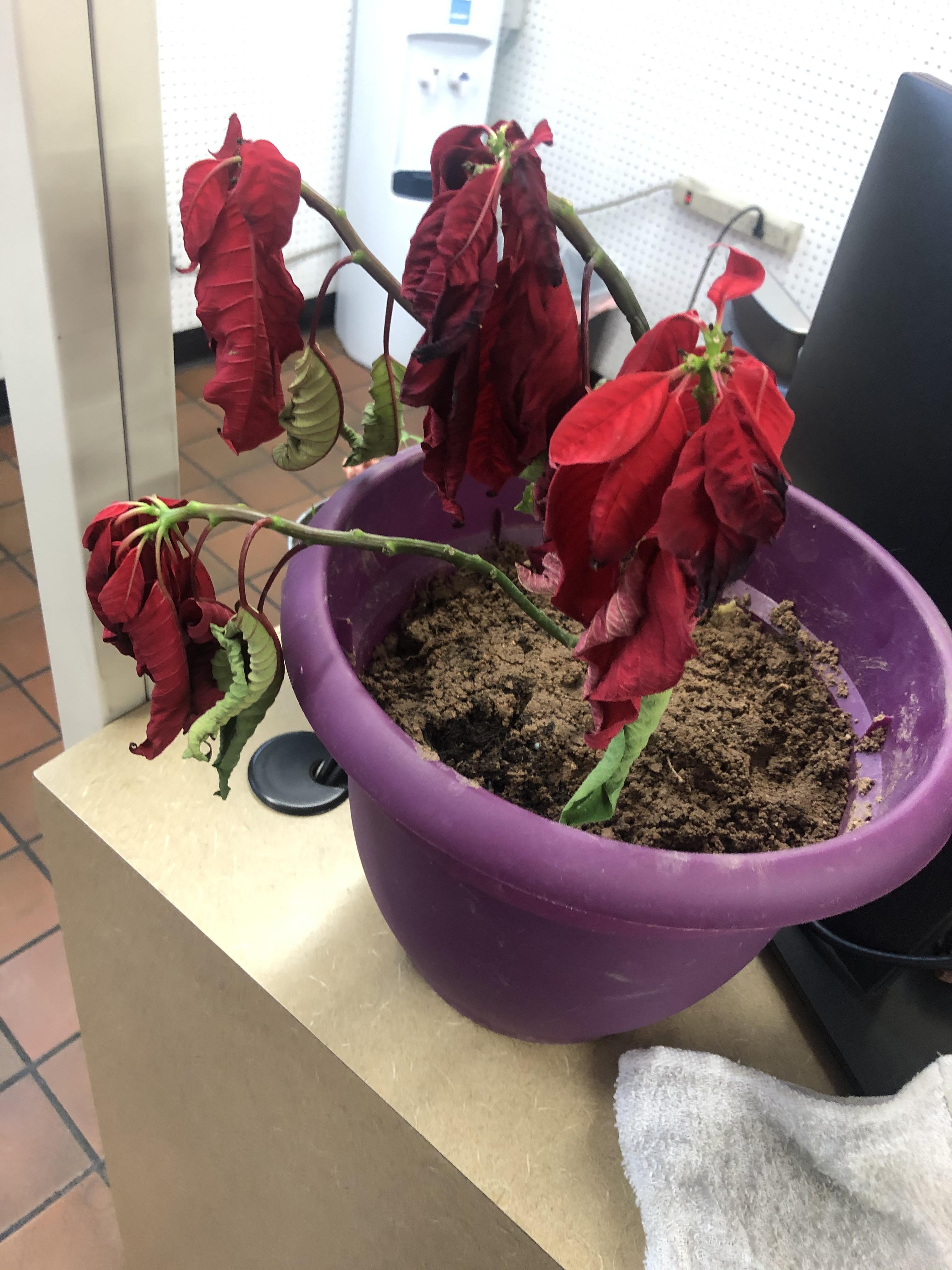 How to Revive a Wilted Poinsettia