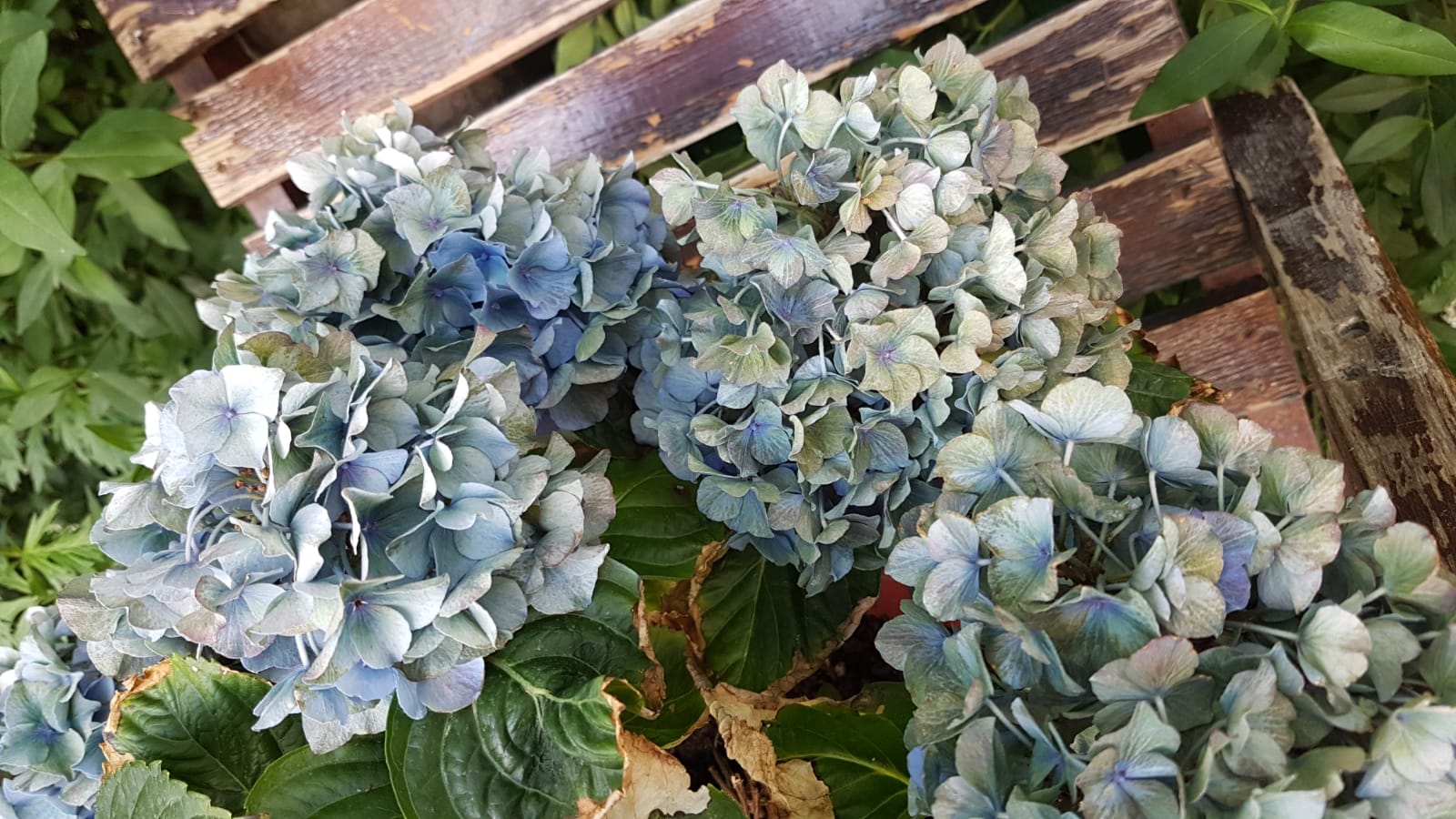 Too Much Fertilizer or Manure can Burn Hydrangea Roots