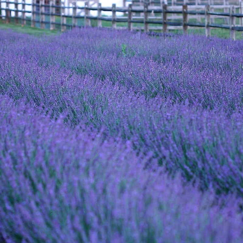 How Far to Space Lavenders in Pots or Raised Beds