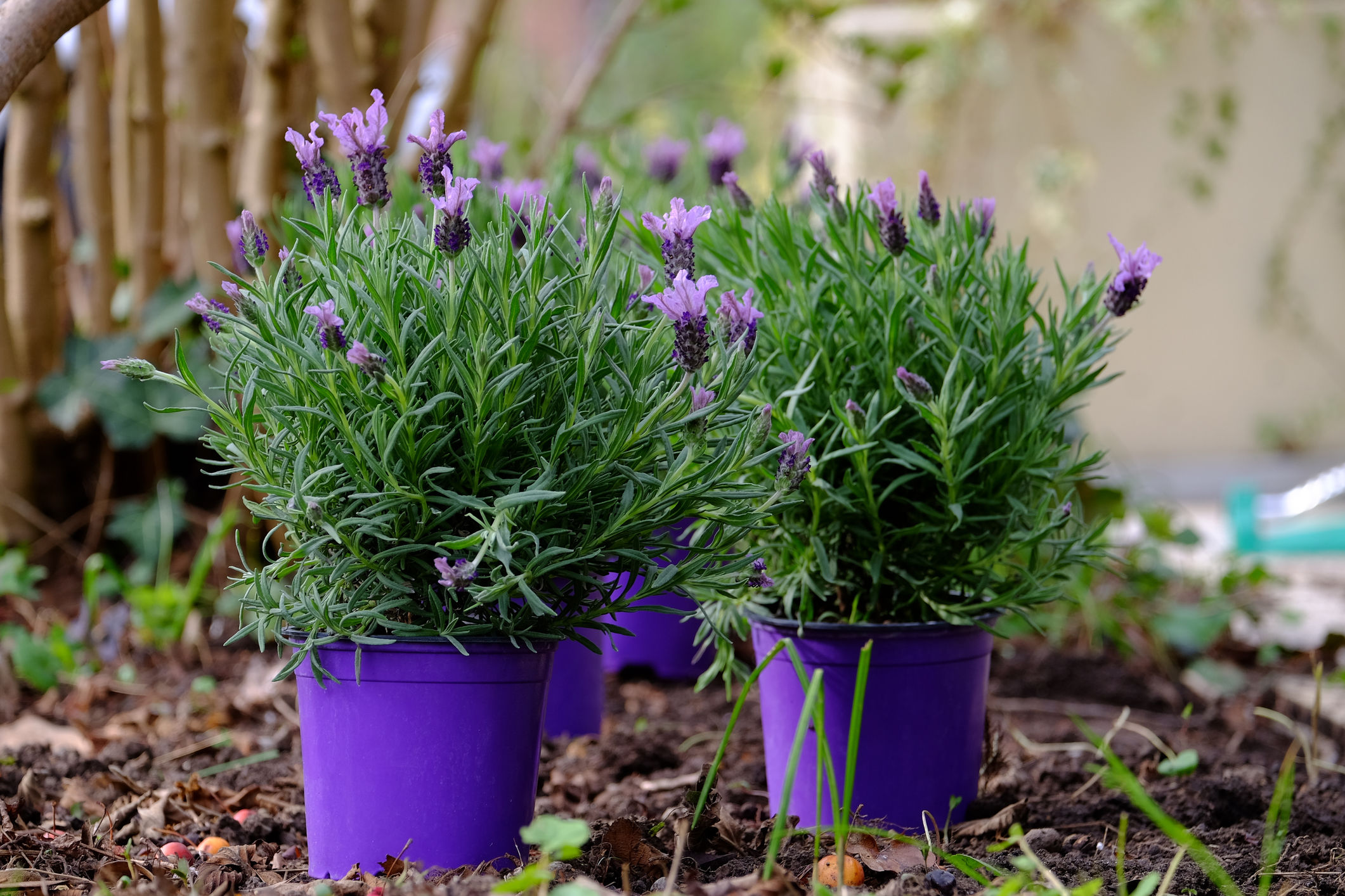 Will Lavender Survive in Pots Over Winter?