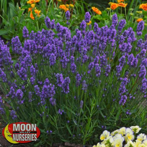 Watering Lavender in Hot weather After Planting