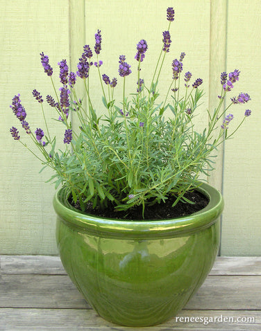 Watering French Lavender