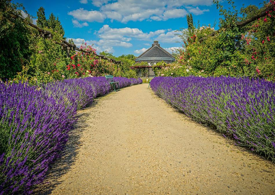 Why Lavender hedges require up to 3 feet of Space