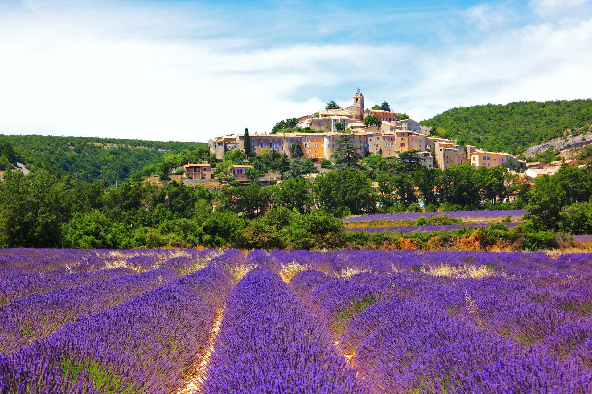 When to to Plant ‘Provence’ Lavender