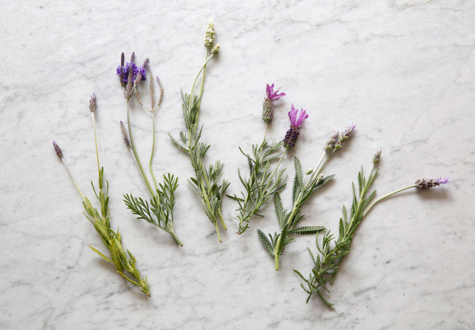 Lavender Leaves Curling up (How to Solve it)