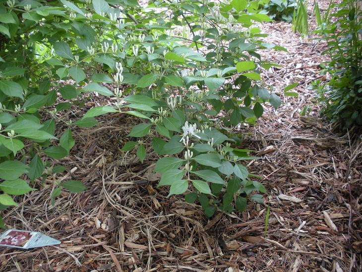 (6 Reasons) Why your Isn’t Honeysuckle Flowering