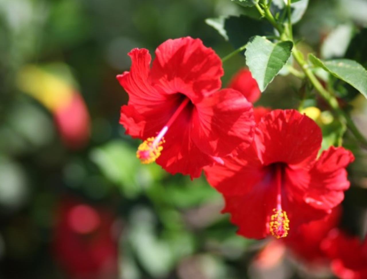 6. Increase the Number of Blooms On Potted Hibiscus
