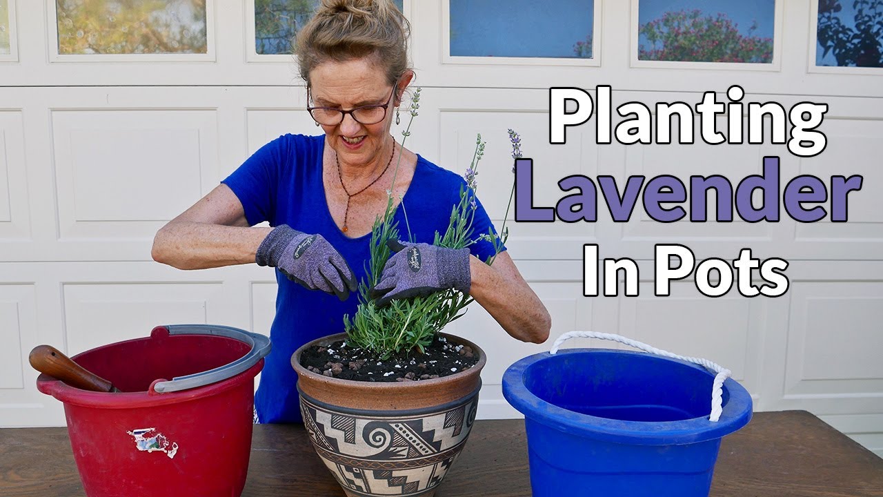 The Optimal Soil Mix for Lavenders in Pots and Containers