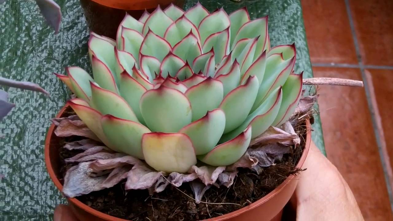 Succulent Dying from Cold Temperatures