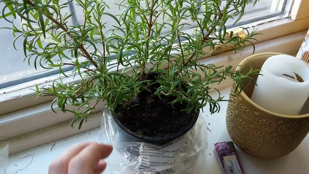 How to Water Rosemary Plants