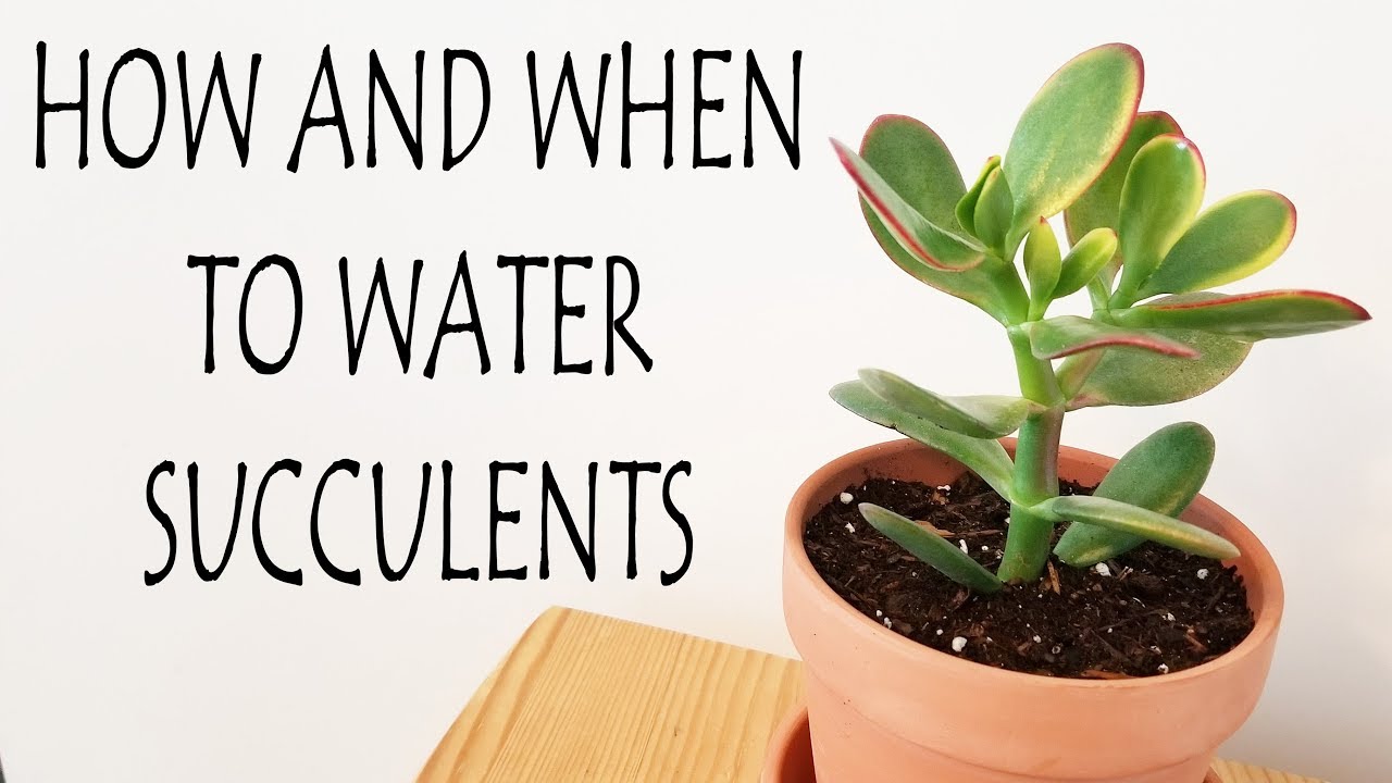 How Often to Water Succulents in Summer