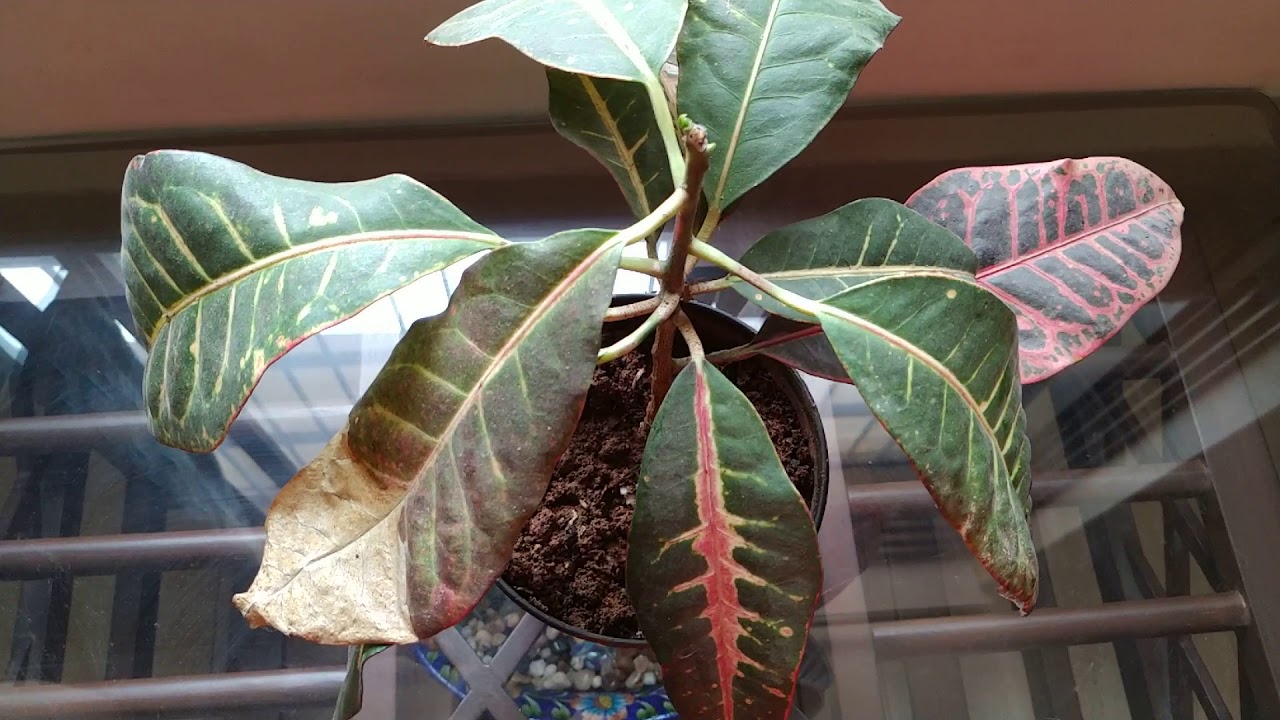 How to Revive A Dying Croton Plant