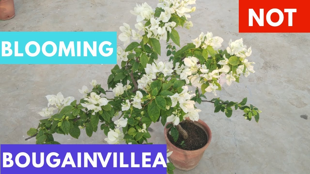 (6 Reasons) Why Your Bougainvillea Isn’t Blooming