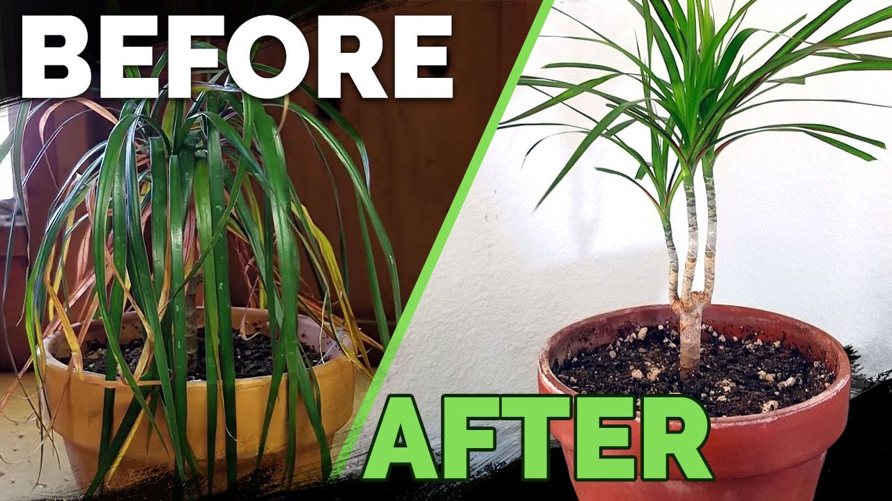 How to Revive a Dying Dracaena Plant