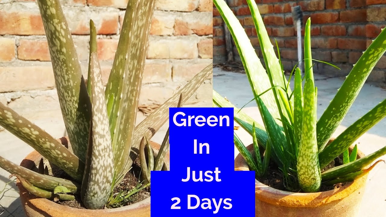 Lack of Sunlight Can cause Aloe Vera’s Bottom Leaves to die back