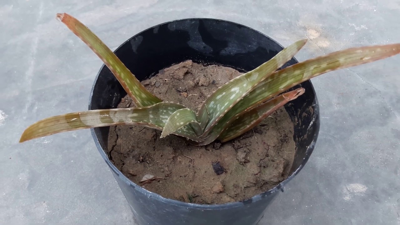 Aloe Plant Dying? (5 Solutions That Actually Work)