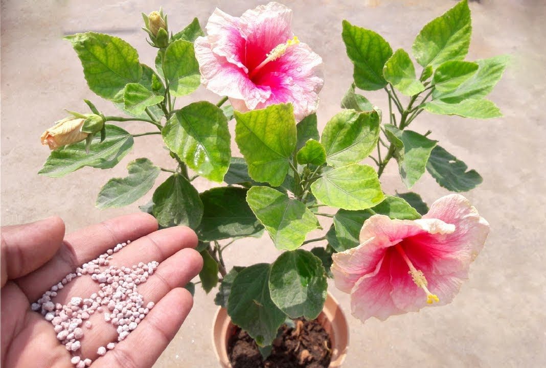 how-to-increase-hibiscus-blooms-6-methods-that-actually-work-the