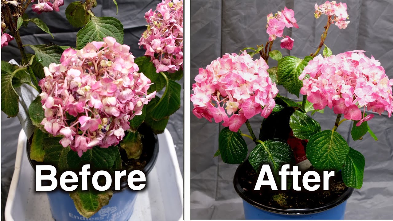 3. Hydrangea Leaves Turning Brown at the Edges and Dying (Too Much Fertilizer)