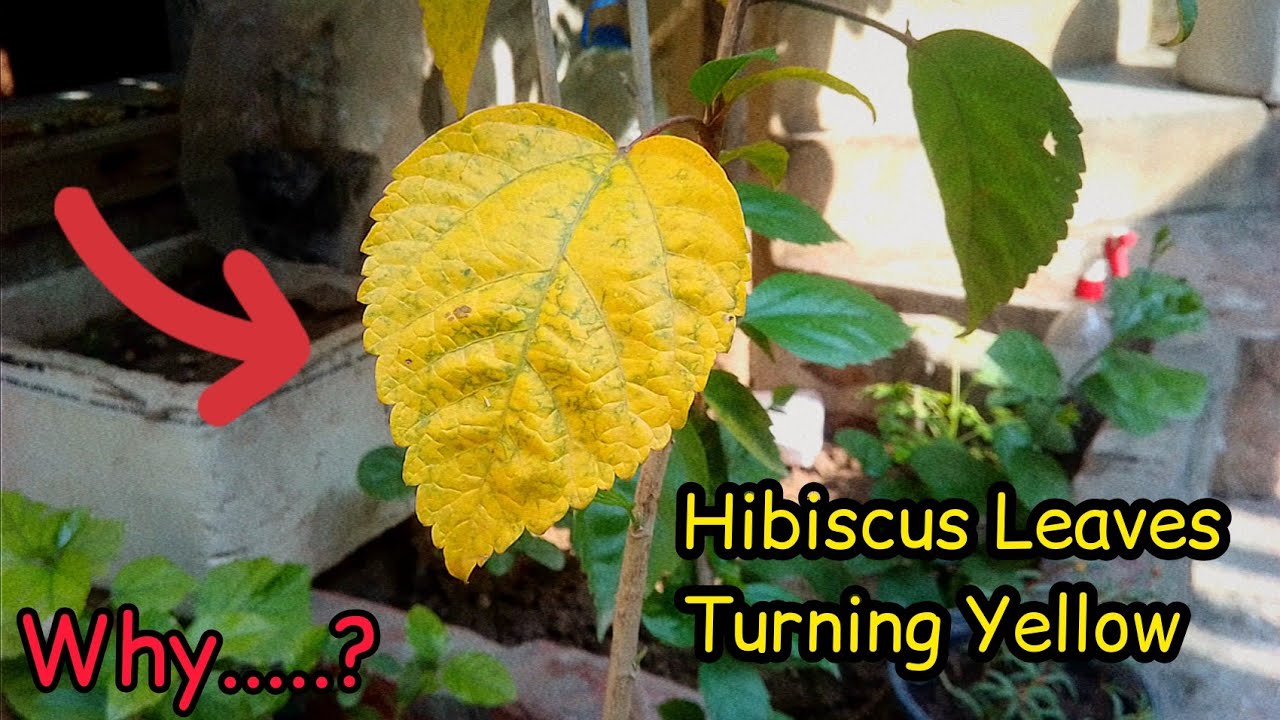 Nutrient Deficient soil Can Causes Hibiscus Leaves to Turn Yellow