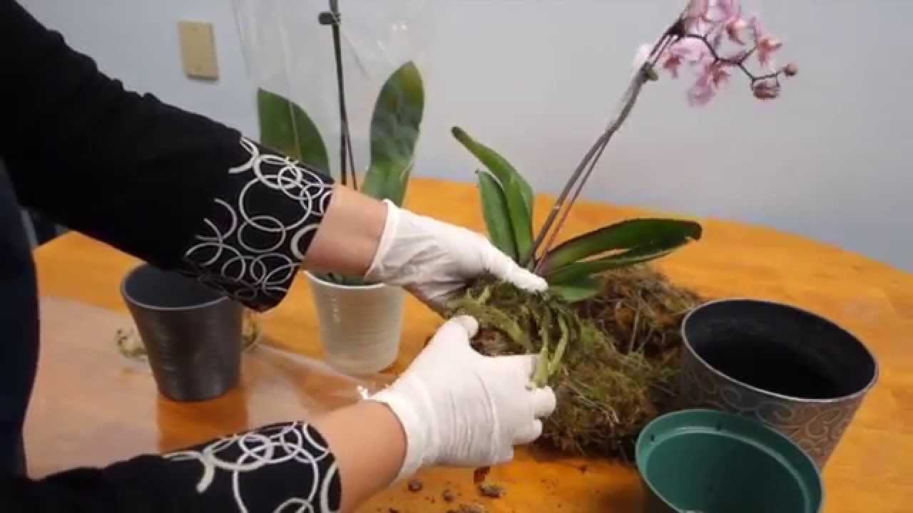 Orchid Dying After Repotting