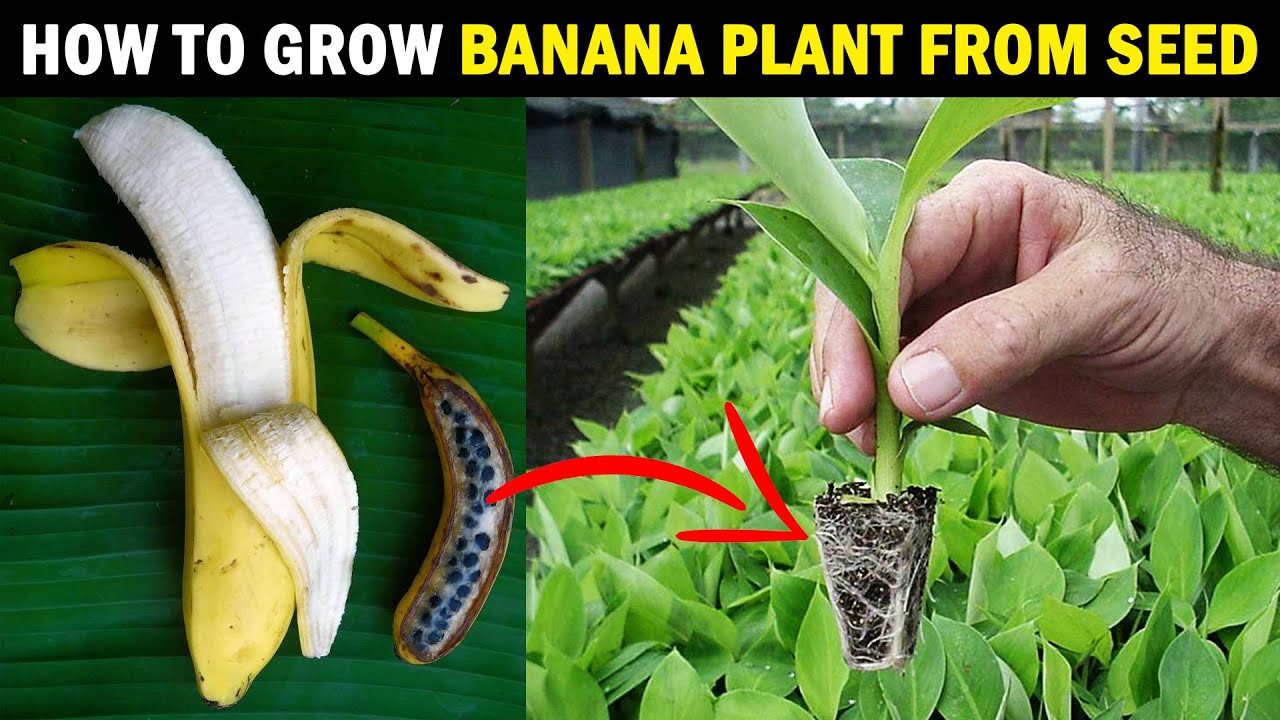 Can You Grow A Banana Tree From An Actual Banana?