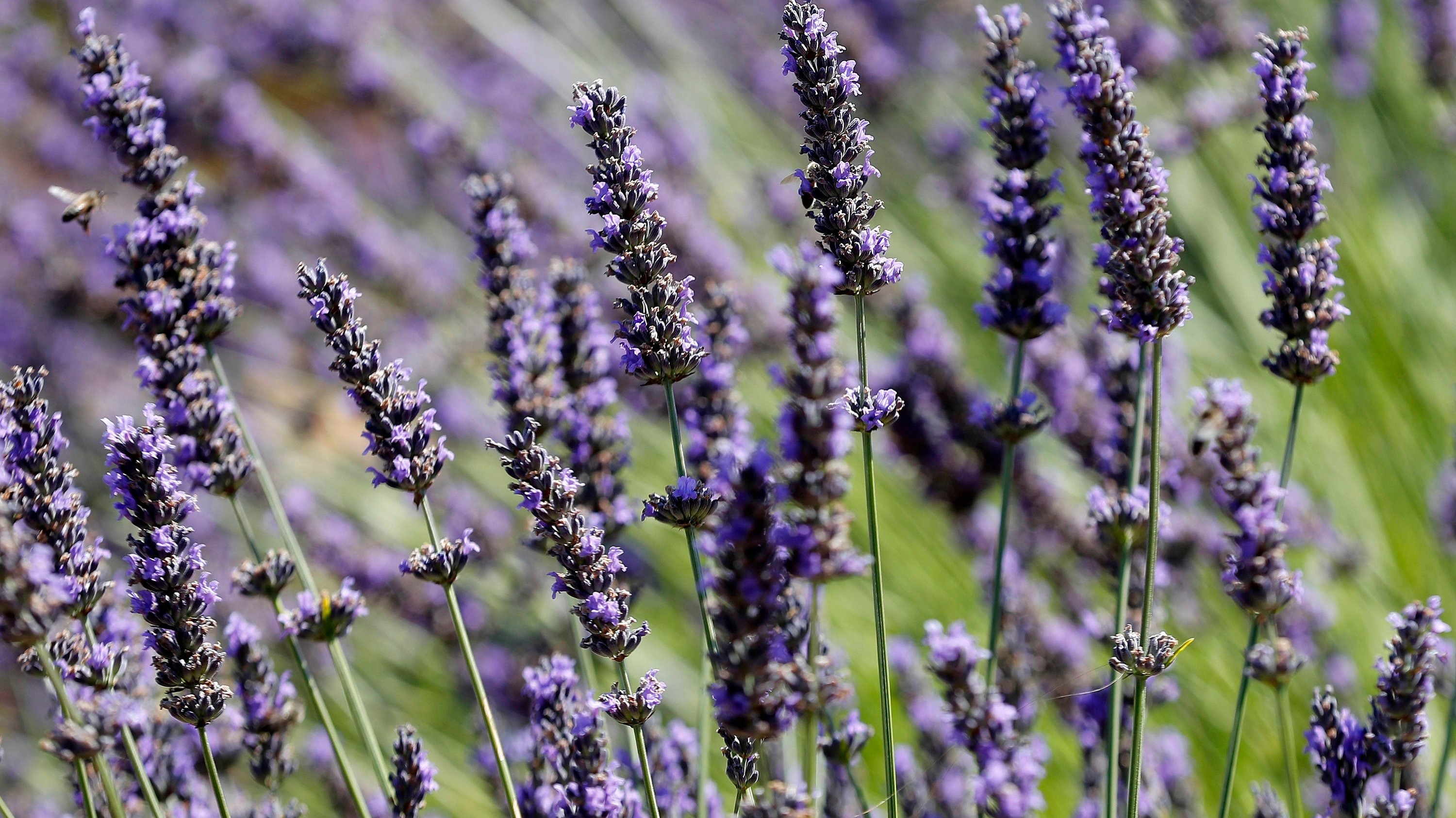 Why Does My Lavender Not Smell?
