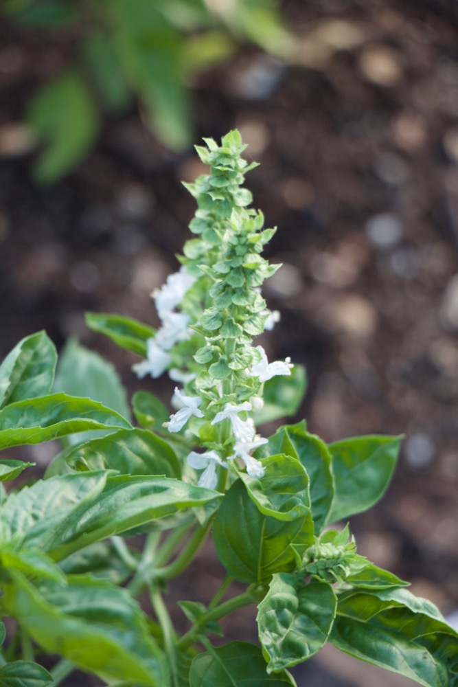 How to Stop Basil from Flowering (for more edible leaves)